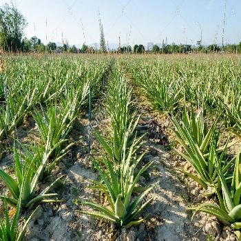 -Grownup Agro Pvt. Ltd.