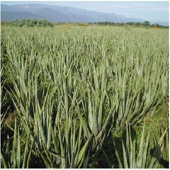 -Grownup Agro Pvt. Ltd.