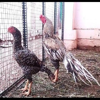 -Grownup Agro Pvt. Ltd.